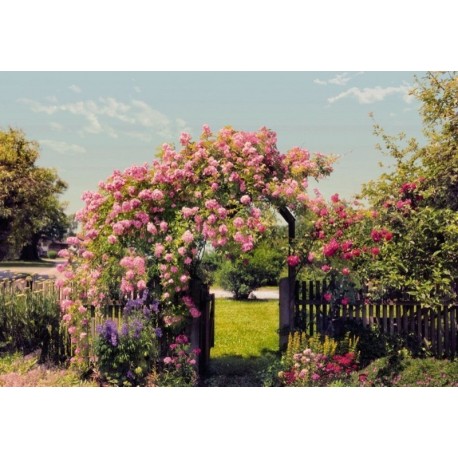 Mural FLORAL AND WELLNESS 8-936 Rose Garden