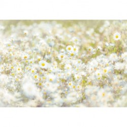 Fotomural FLORAL AND WELLNESS 8-994 Daisies