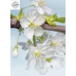 Fotomural FLORAL AND WELLNESS XXL2-033 Blossom