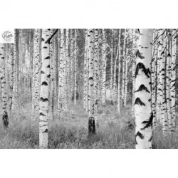 Fotomural LANDSCAPE XXL4-023 Woods