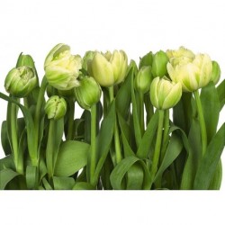 Fotomural FLORAL AND WELLNESS 8-900 Tulips