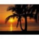 Fotomural TROPICAL 8-255 Palmy Beach Sunrise